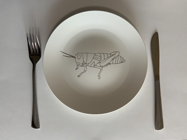 お皿に描かれてる昆虫の画像